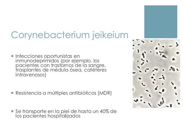 CORYNEBACTERIUM JEIKEIUM