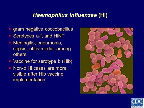 HAEMOPHILUS INFLUENZAE