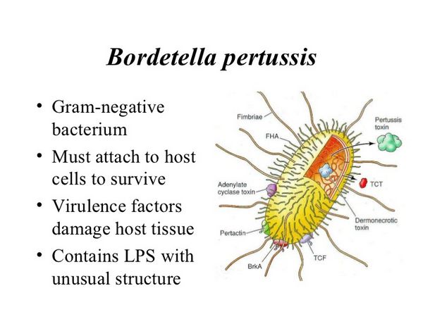 BORDETELLA SPECIES