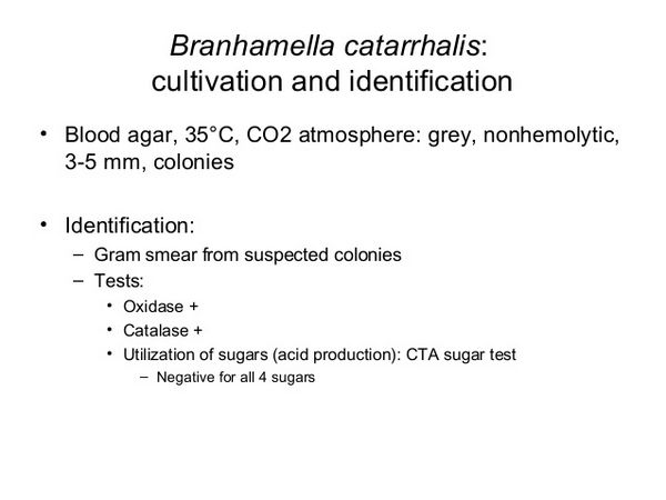 BRANHAMELLA CATARRHALIS