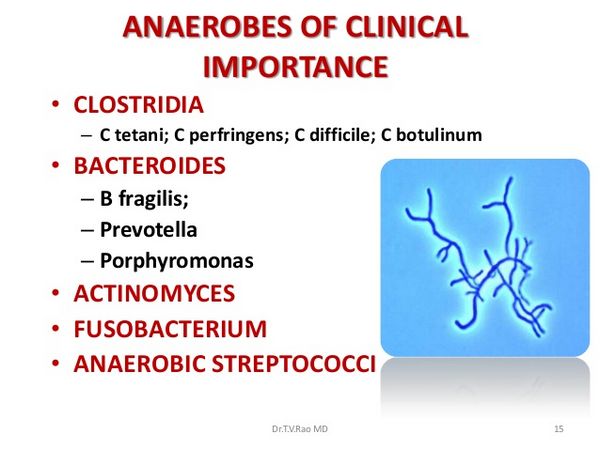 Important Anaerobes: Clinical Syndromes Important Anaerobes: Clinical Syndromes
