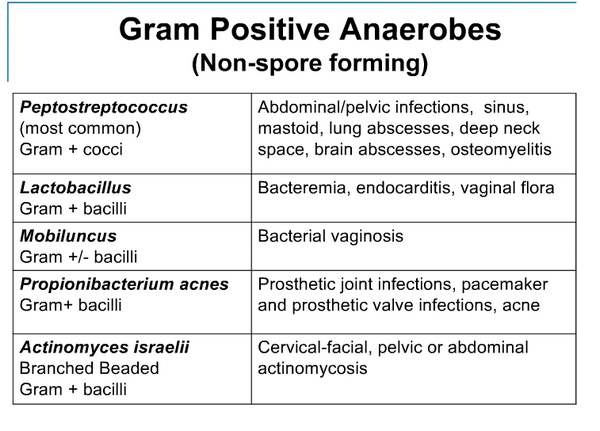 Important Anaerobes Important Anaerobes