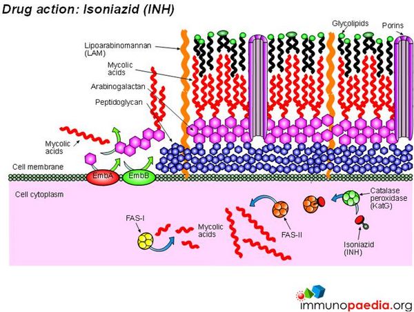 Isoniazid: Uses Isoniazid: Uses