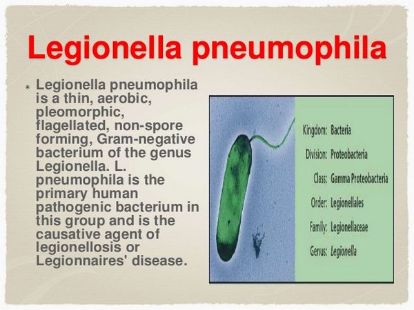 Legionella Legionella