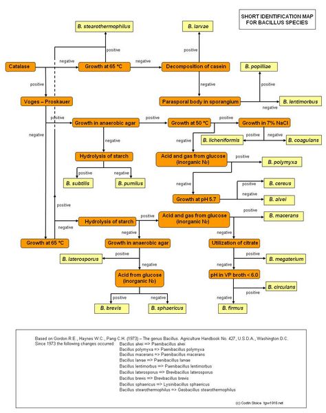 Bacillus Species