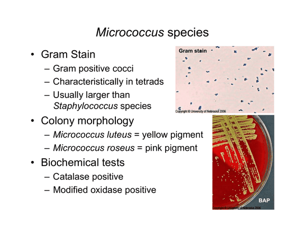 MICROCOCCUS SPECIES