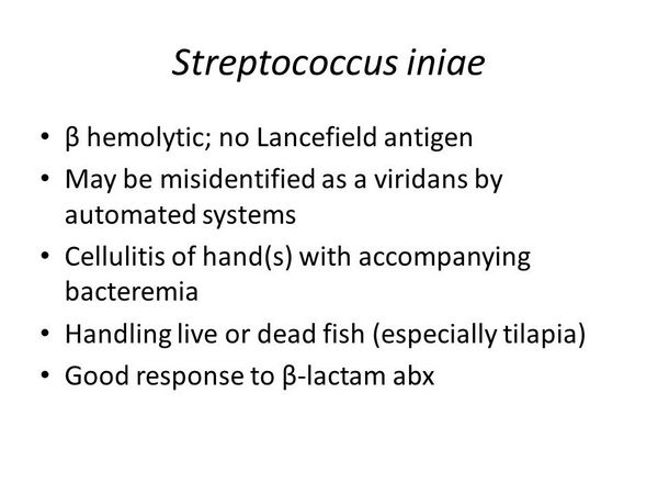 STREPTOCOCCUS INIAE