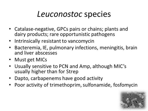 LEUCONOSTOC SPECIES
