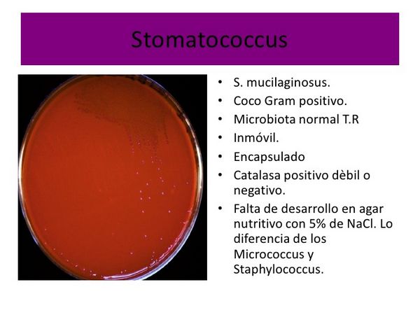 STOMATOCOCCUS MUCILAGINOSUS