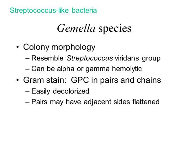 GEMELLA SPECIES