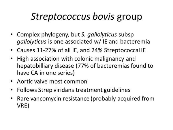 STREPTOCOCCUS BOVIS