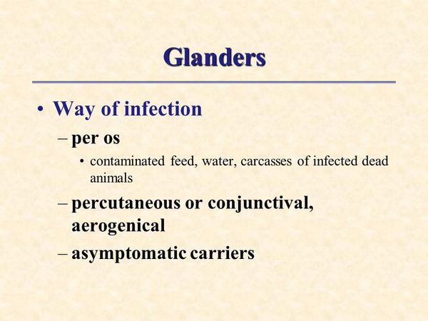 P MALLEI (GLANDERS)