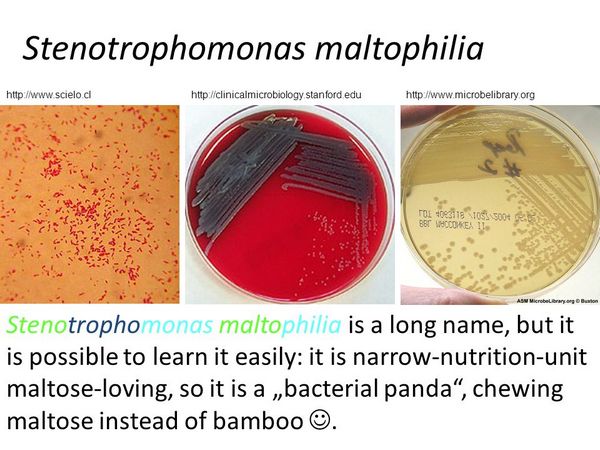 STENOTROPHOMONAS MALTOPHILIA