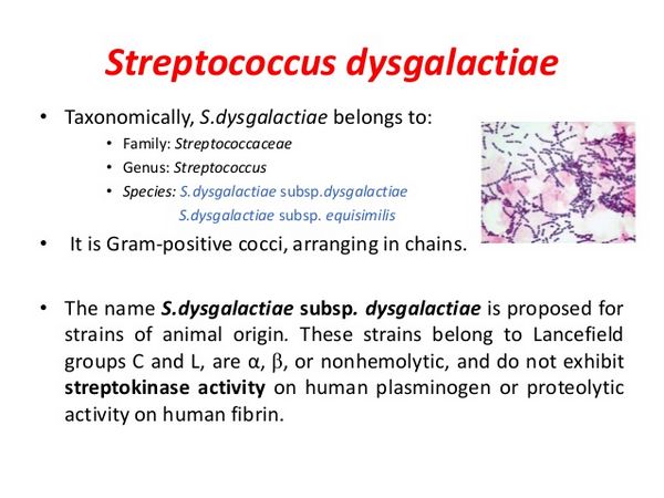 S dysgalactiae