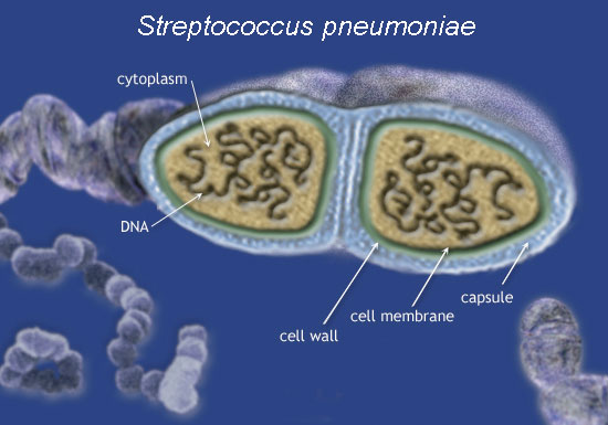 Streptococcus Pneumoniae