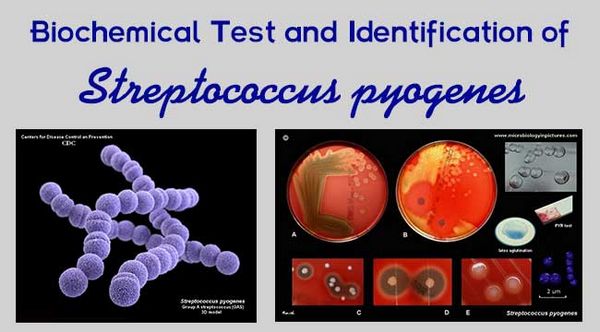 Streptococcus Pyogenes