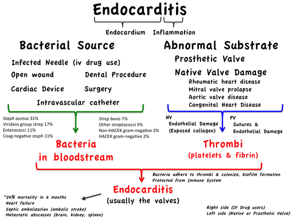 Amoxicillin, Ampicillin, bacterial endocarditis, Complex, Endocarditis, Gentamicin, Vancomycin