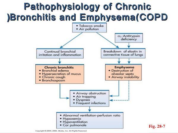 Chronic Bronchitis Pathophysiology