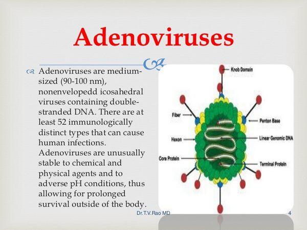 Adenoviruses