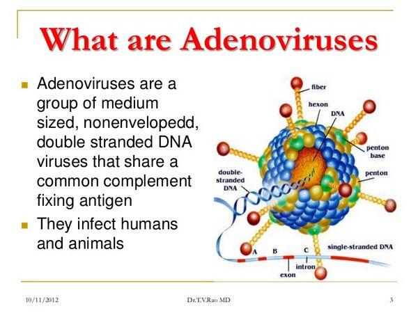 Adenoviruses