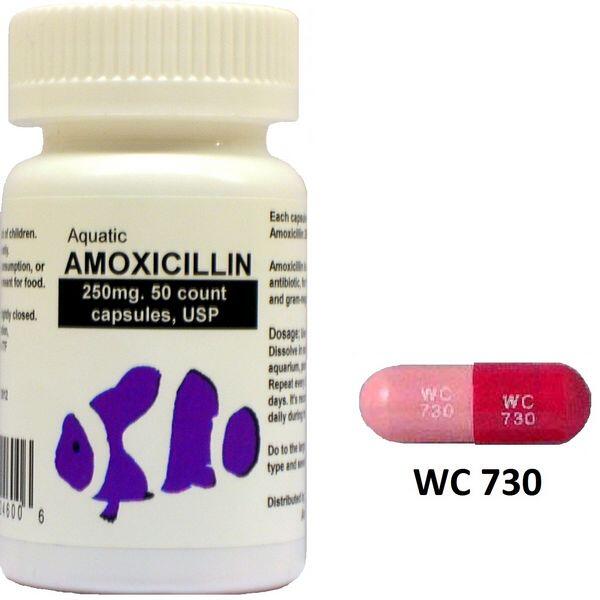 Purchase Amoxicillin (Amoxil) No Prescription 500mg Antibacterial