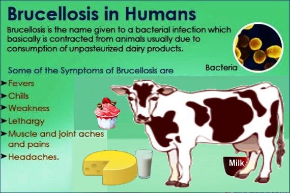 Brucellosis