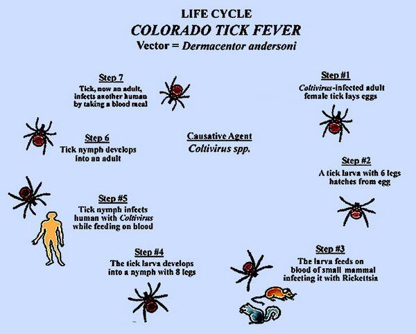 Colorado Tick Fever Colorado Tick Fever