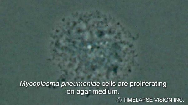 Mycoplasma Pneumoniae