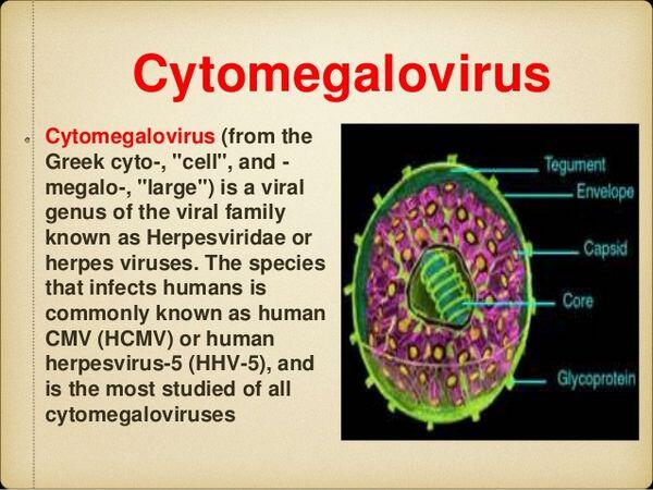 Cytomegalovirus