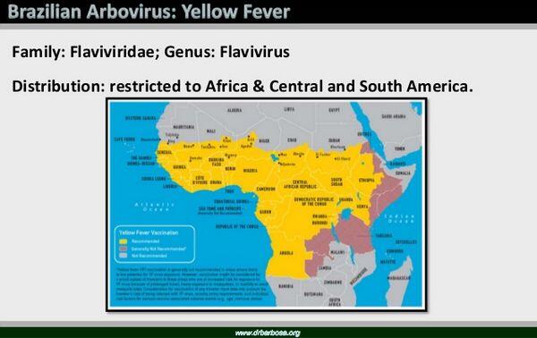 Dengue & Yellow Fever