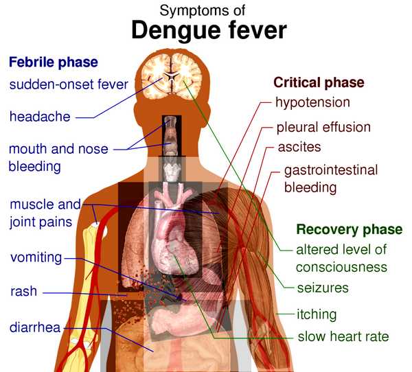 Dengue & Yellow Fever