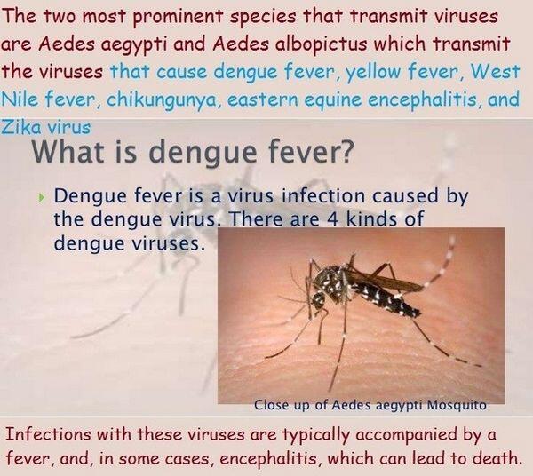 Dengue & Yellow Fever