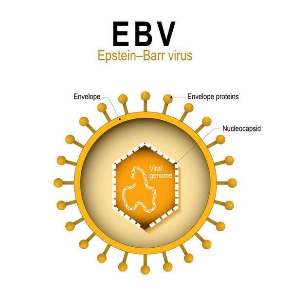 Epstein-Barr Virus Epstein-Barr Virus