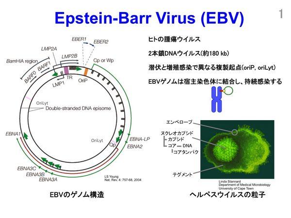 Epstein Barr Virus Viral Infections
