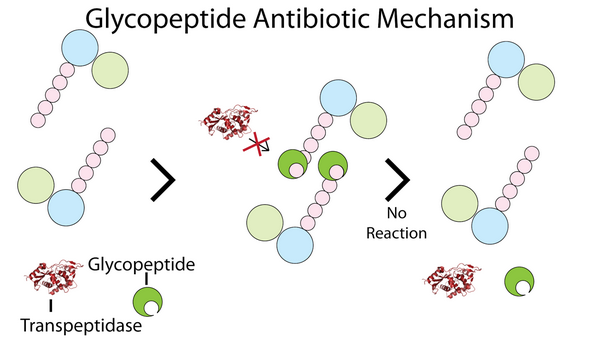 Glycopeptides - Bactericidal Antibiotics Glycopeptides - Bactericidal Antibiotics