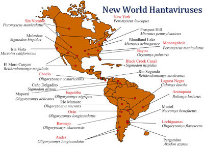 Hantaviruses Hantaviruses