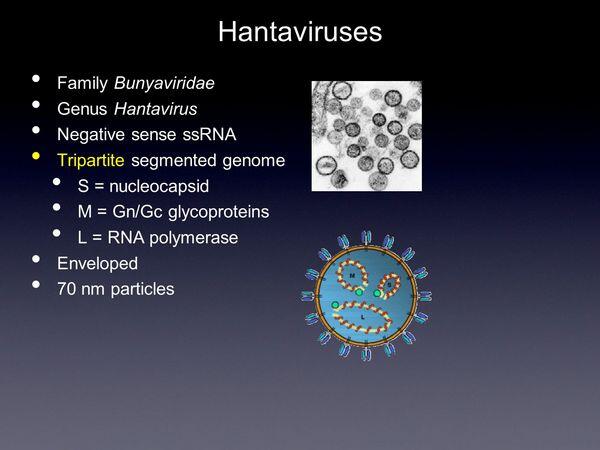 Hantaviruses