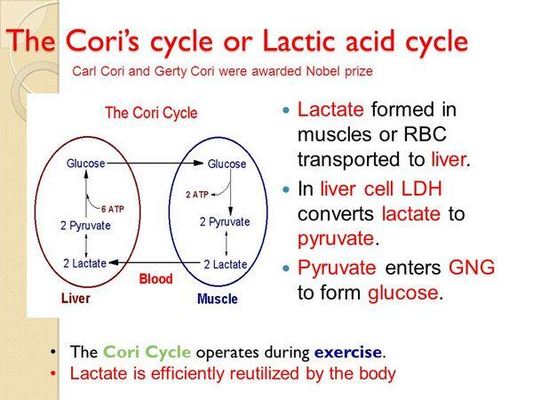 Hepatic Effects and Lactic Acidosis Hepatic Effects and Lactic Acidosis
