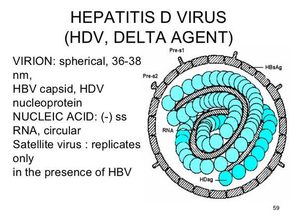 Hepatitis D (Delta Hepatitis)