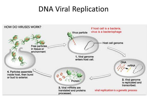 Viral RNA Replication