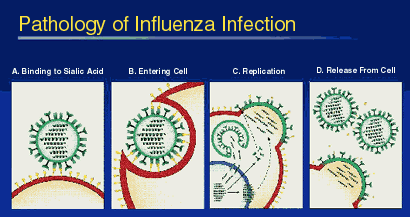 Influenza Infection