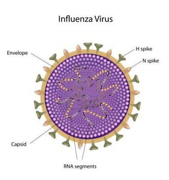 Influenza Infection
