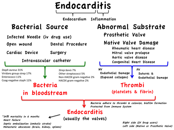 Management of Infective Endocarditis