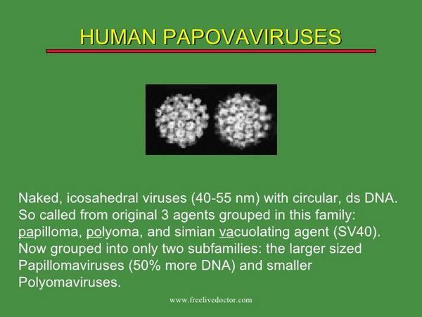 human papilloma virus papovavirus poate viermi