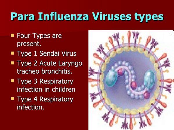 Parainfluenza Virus