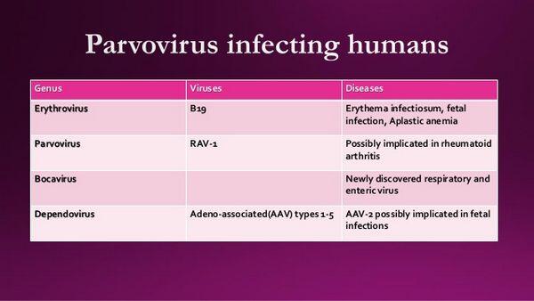 Parvoviruses
