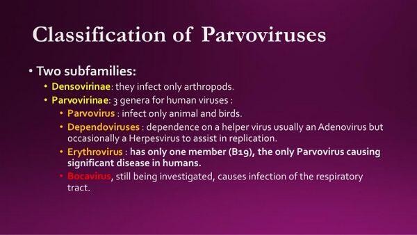 Parvoviruses Parvoviruses