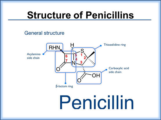 Penicillins Penicillins