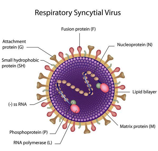Respiratory Syncytial Virus Respiratory Syncytial Virus
