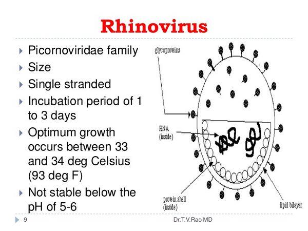Rhinoviruses